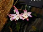 Dendrobium kingianum