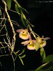 Dendrobium loddigesii