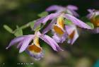 dendrobium loddigesii