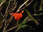 Dendrobium mohlianum Rchb. f.