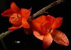 Dendrobium mohlianum Rchb. f.