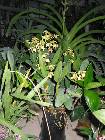 Dendrobium new-guinea