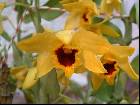 Dendrobium ochreatum