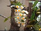 Dendrobium palpebrae
