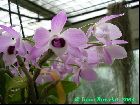 Dendrobium parishii