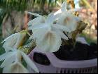 Dendrobium primulinum var Alba