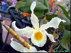 Dendrobium signatum