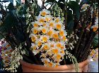 Dendrobium thyrsiflorum