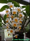 Dendrobium thyrsiflorum