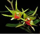 dendrobium tobaense