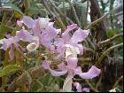 Dendrobium tortile