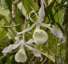 Dendrobium tortile