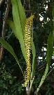 dendrochilum latifolium