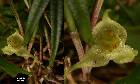 Dryadella albicans (Luer) Luer