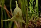 Dryadella pusiola (Rchb. f.) Luer