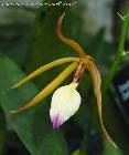 Encyclia brassavolae