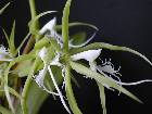 epidendrum ciliare