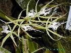 epidendrum ciliare