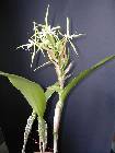 epidendrum ciliare