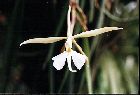 epidendrum falcatum