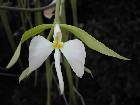 epidendrum parkinsonianum