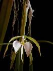 epidendrum parkinsonianum