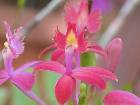 Epidendrum radicans