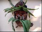 Gastrochilus bellinus