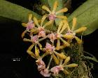 Gastrochilus dasypogon