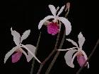 holcoglossum kimballianum