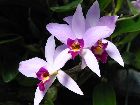 laelia anceps