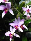 laelia anceps anceps