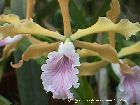 laelia grandis