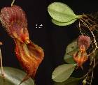 Lepanthes nycteris Luer & R. Vasquez