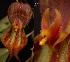 Lepanthes nycteris Luer & R. Vasquez