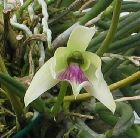 leptotes bicolor