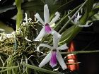 leptotes bicolor