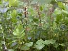 Listera cordata (L.) R. Brown