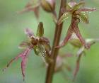 Listera cordata (L.) R. Brown