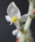 L. discolor - fleur