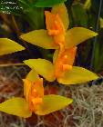 Lycaste aromatica