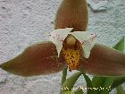 lycaste deppei