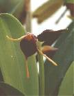 masdevallia bicolor