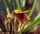 masdevallia bicolor