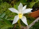 maxillaria camaridii