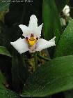 Maxillaria huebschii
