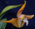 Maxillaria striata Rolfe