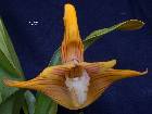 Maxillaria striata Rolfe