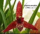 maxillaria tenuifolia