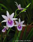 Miltonia regnellii